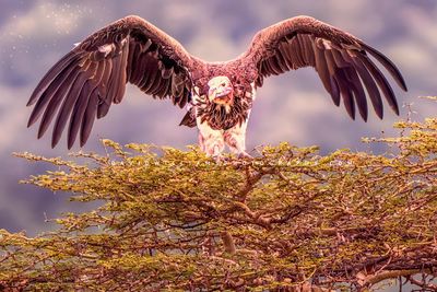 Vulture S 0Z86505EN