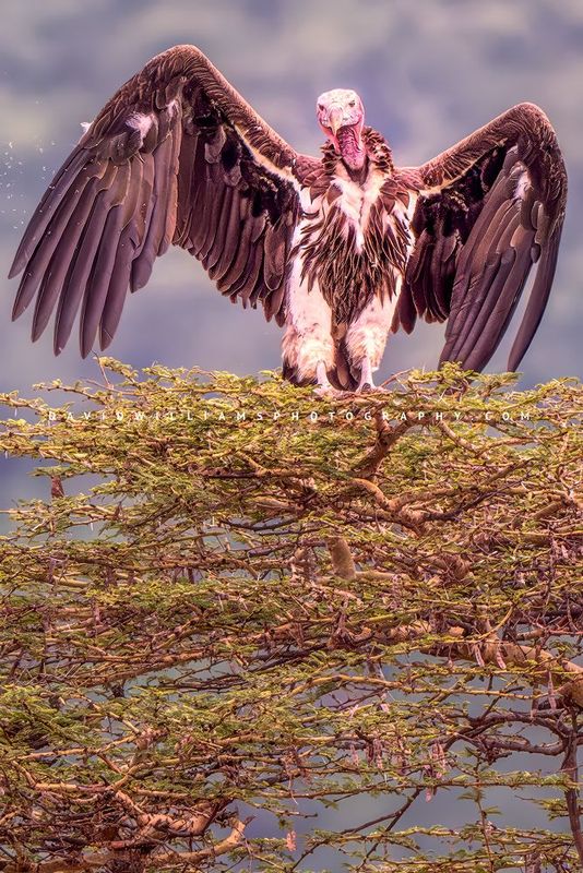 Vulture S 0Z86504EN
