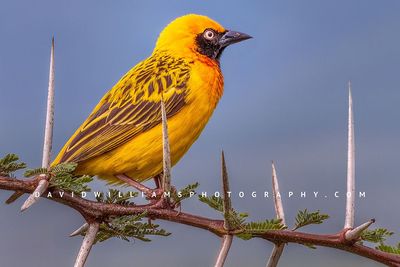 Speke's Weaver NZ92047EN