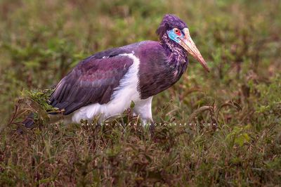Abdim's Stork S 0Z86231