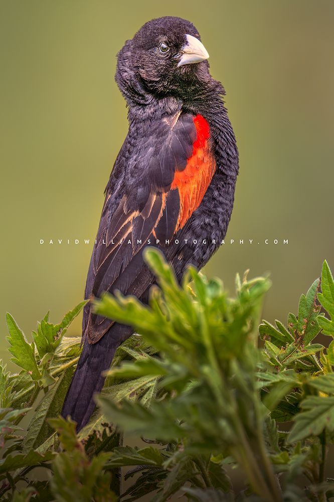 Fan-Tailed Widowbird 0Z86160