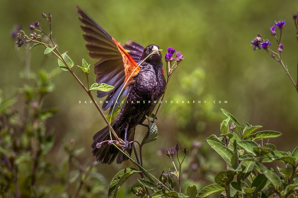Fan-Tailed Widowbird S 0Z85830