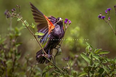 Fan-Tailed Widowbird S 0Z85830