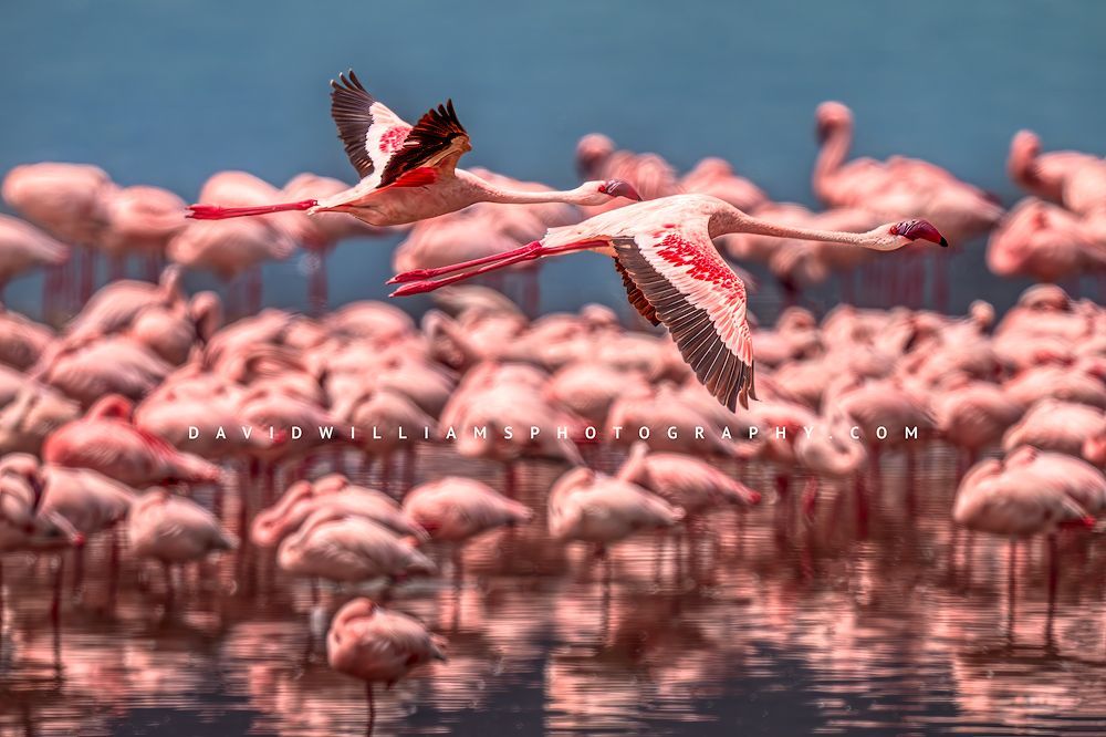 Flamingo GP 0Z85579