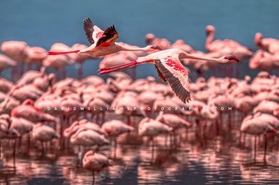 Flamingo GP 0Z85579