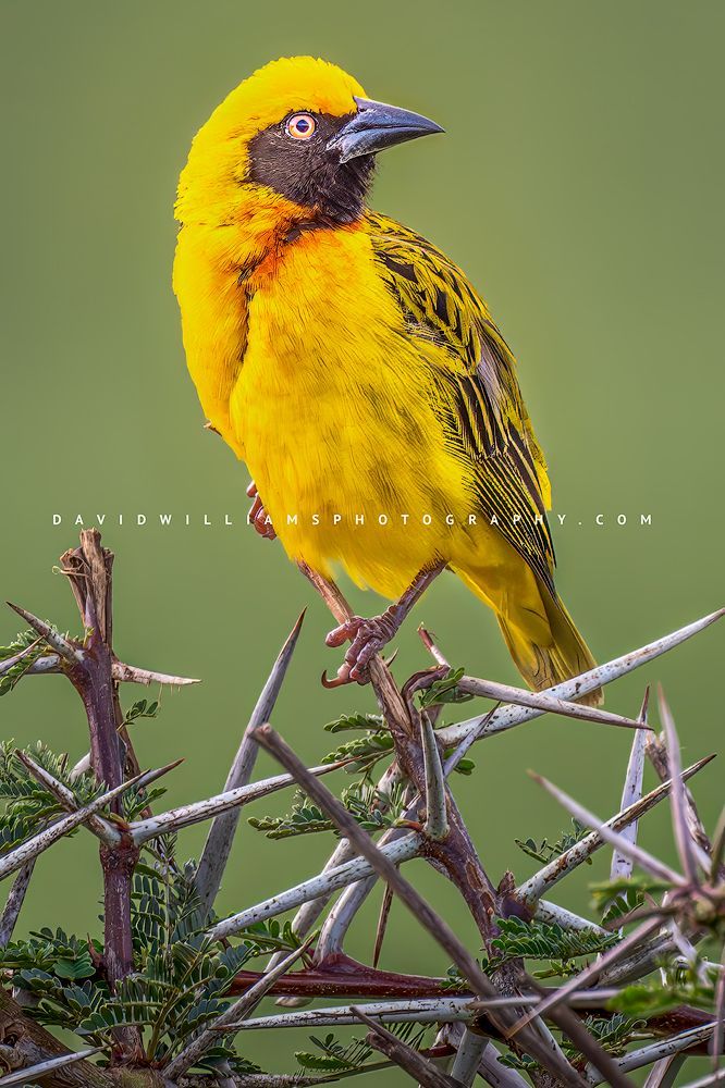 Speke's Weaver 0Z85147EN
