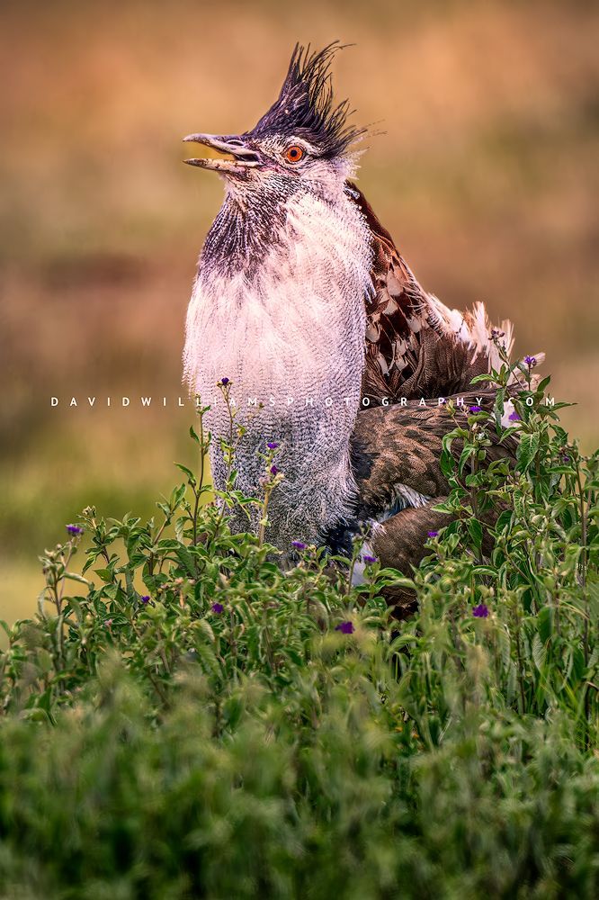 Kori Bustard S 0Z84837