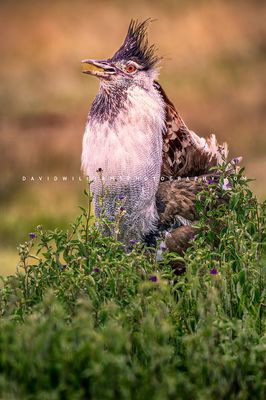 Kori Bustard S 0Z84837