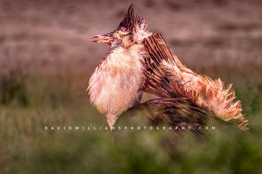 Kori Bustard S 0Z84858