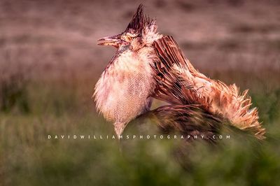 Kori Bustard S 0Z84858