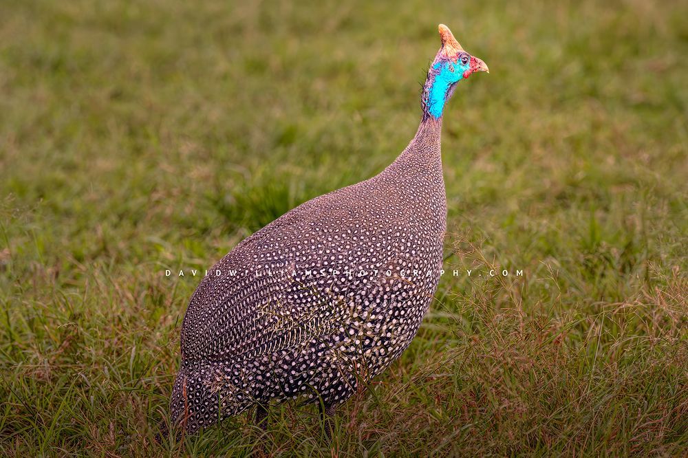 Helmeted Guineafowl S NZ91578
