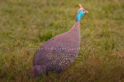 Helmeted Guineafowl S NZ91578