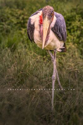 Marabou Stork S NZ91511