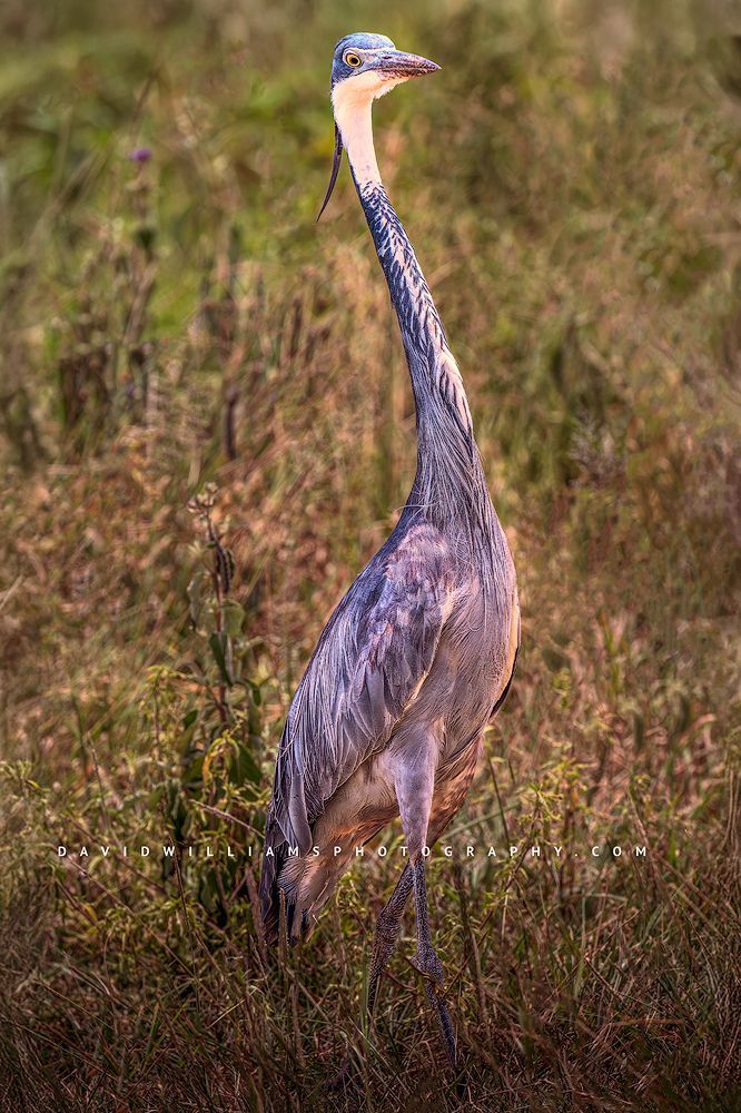 Black Headed Heron S 0Z84591