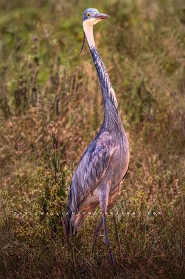 Black Headed Heron S 0Z84591
