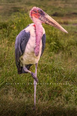 Marabou Stork S NZ91562