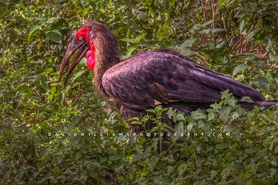 Southern Ground Hornbill S NZ91344