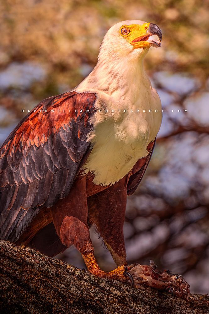 African Fish Eagle 0Z84024