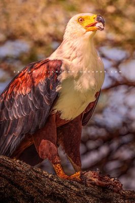 African Fish Eagle 0Z84024