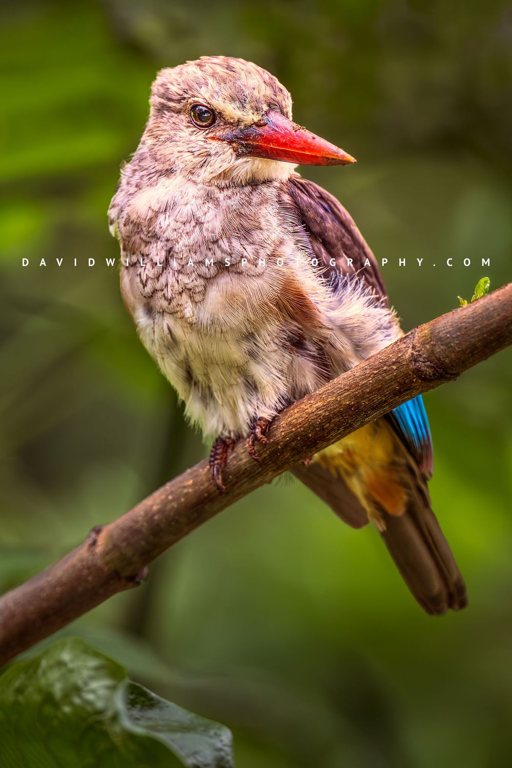 Grey-Headed Kingfisher 0Z83856