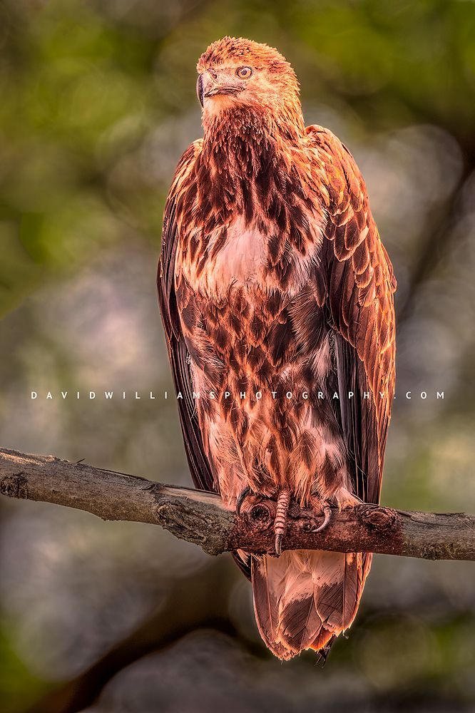 African Fish Eagle 0Z84074