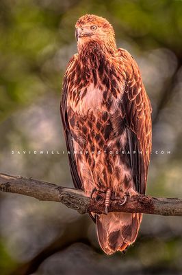 African Fish Eagle 0Z84074
