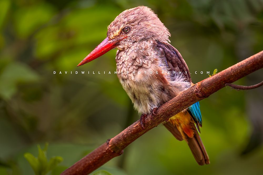 Grey-Headed Kingfisher 0Z83876