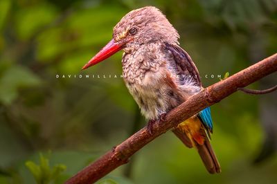 Grey-Headed Kingfisher 0Z83876