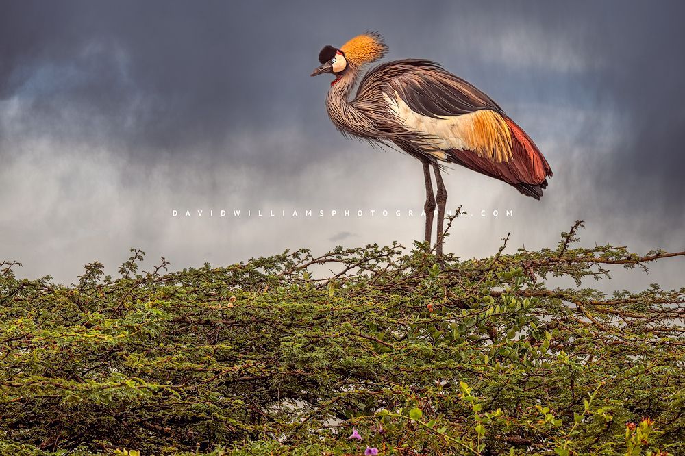 Black Crown Crane S NZ97131