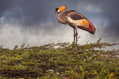 Black Crown Crane S NZ97131