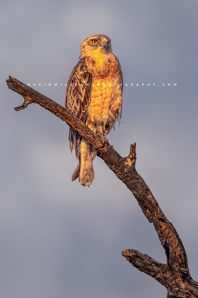 Short Toed Snake Eagle S 0Z83717