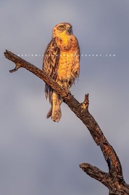 Short Toed Snake Eagle S 0Z83717