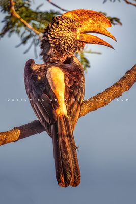 Silver Cheeked Hornbill S 0Z83677