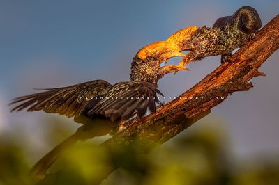 Silver Cheeked Hornbill GP 0Z83641