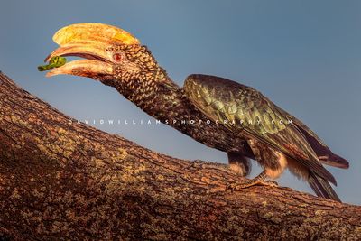 Silver Cheeked Hornbill S 0Z83571EN