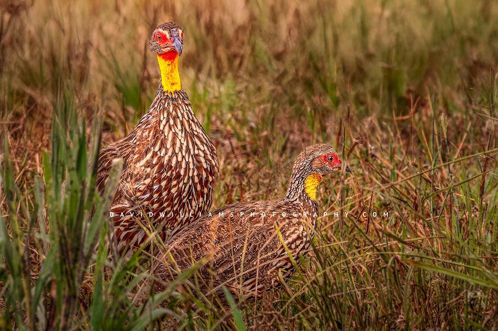 Yellow-Necked Spurfowl GP NZ90787