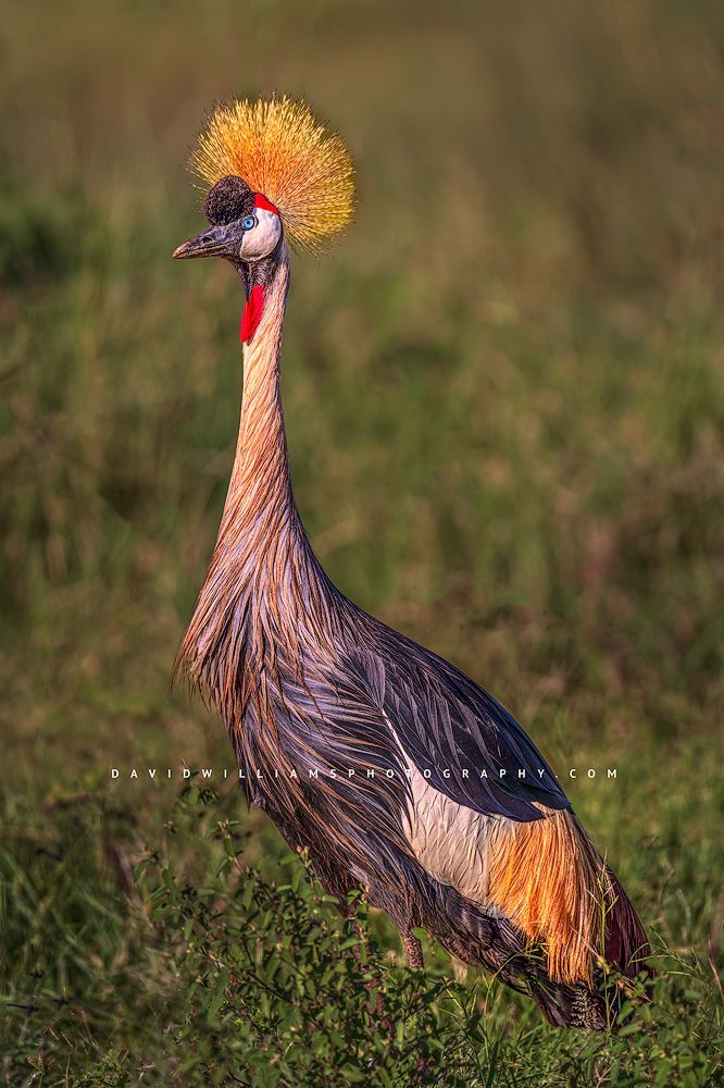 Black Crown Crane 0Z83482
