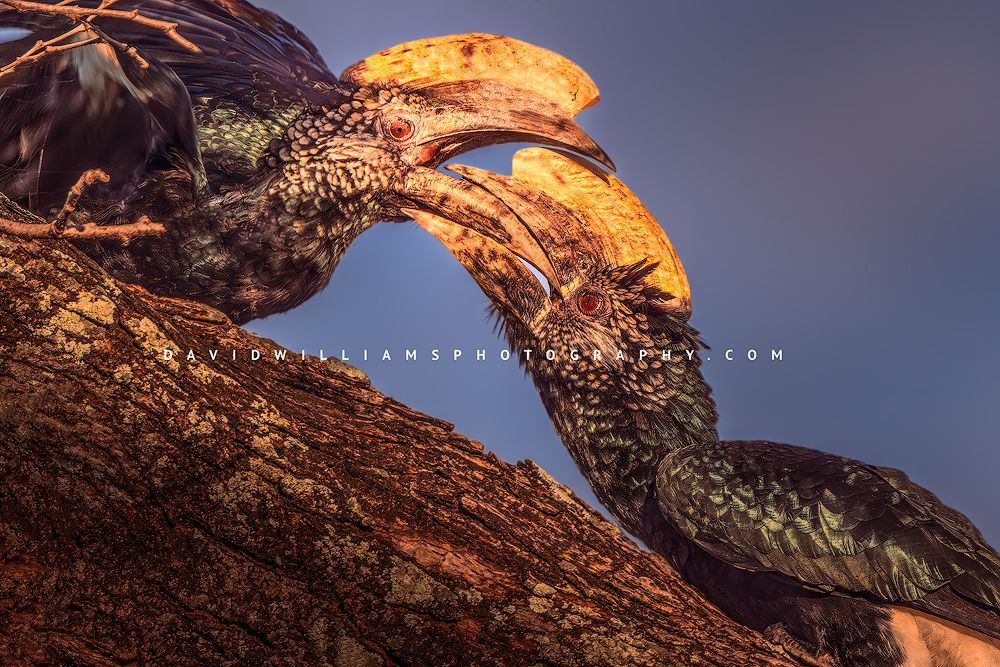 Silver Cheeked Hornbill 0Z83586EN