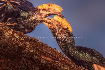 Silver Cheeked Hornbill 0Z83586EN