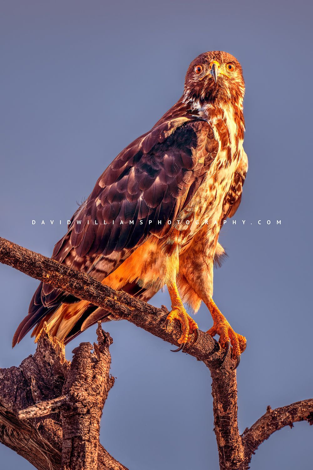 Augur Buzzard S 0Z83529