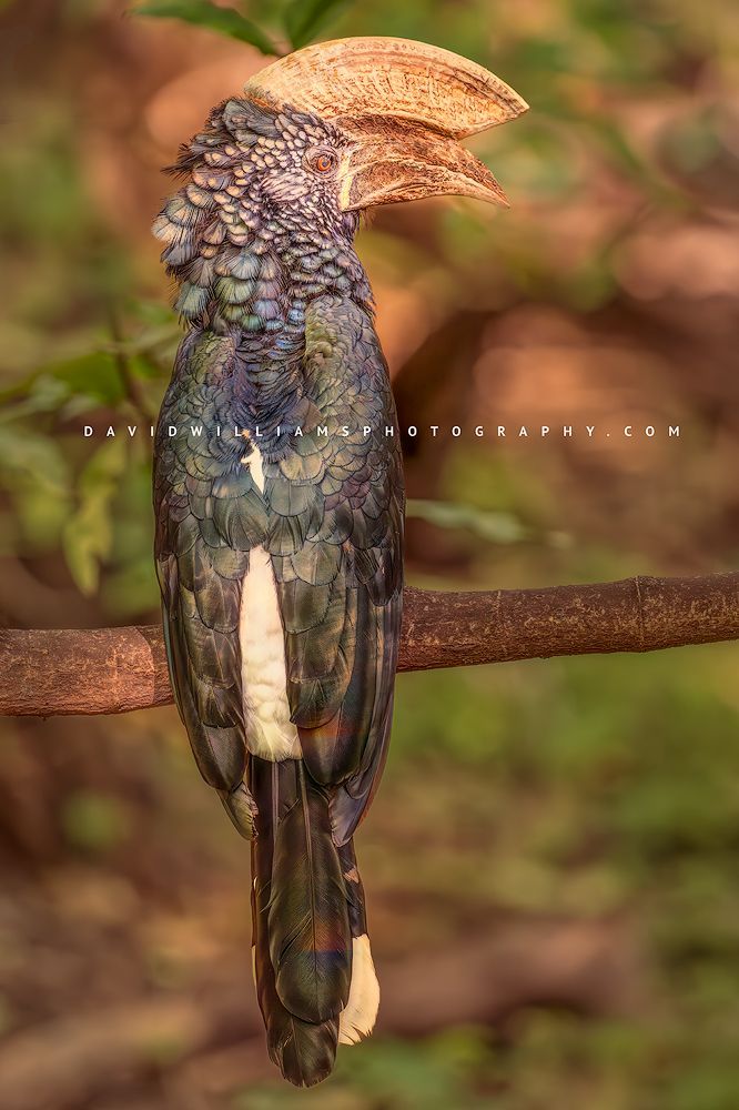Silver Cheeked Hornbill S NZ91112