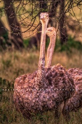 Ostrich GP 0Z83284