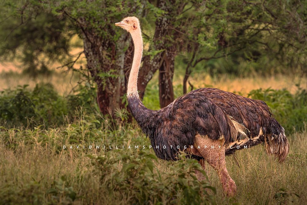 Ostrich S NZ90876