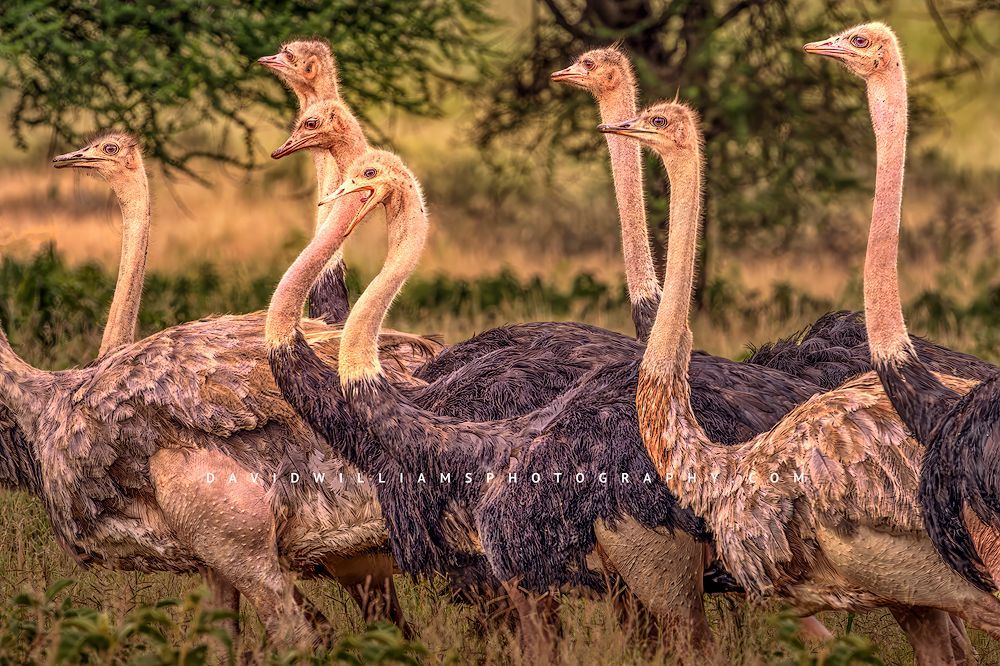 Ostrich GP NZ90892