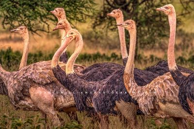 Ostrich GP NZ90892