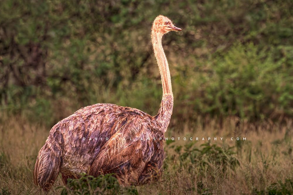 Ostrich S 0Z83291