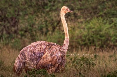 Ostrich S 0Z83291