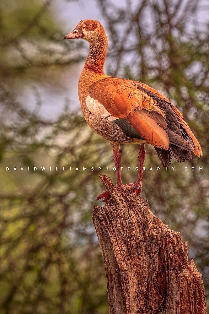 Egyptian Goose S NZ90742