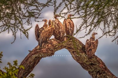 White-Backed Vulture 0Z83005