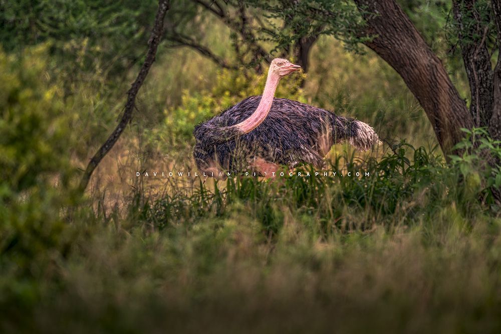 Ostrich S 0Z82927